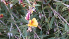 Pultenaea reticulata