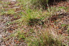 Rytidosperma racemosum