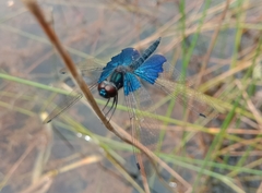 Rhyothemis triangularis