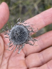 Carlina biebersteinii