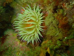 Pseudactinia flagellifera