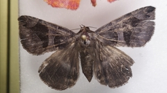 Bastilla arcuata