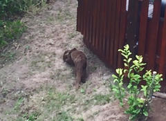 Aonyx capensis capensis