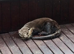 Aonyx capensis capensis