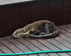 Aonyx capensis capensis