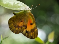 Colotis amata