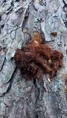 Phaeotremella frondosa