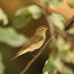 Phylloscopus collybita