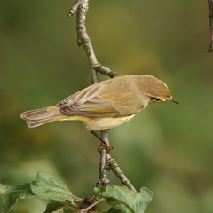 Phylloscopus collybita