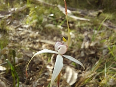 Caladenia rigida