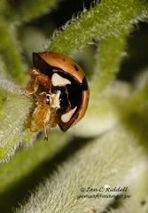 Cheilomenes propinqua