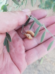 Corethrodendron fruticosum