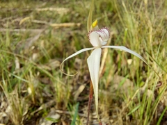 Caladenia rigida