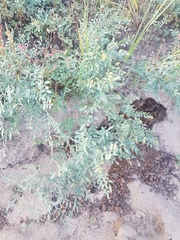 Corethrodendron fruticosum