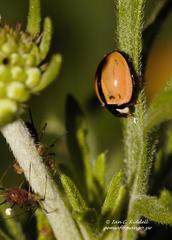 Cheilomenes propinqua
