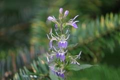 Lobelia erectiuscula