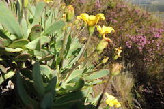 Osteospermum burttianum