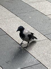 Corvus cornix