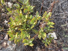 Crassula cultrata