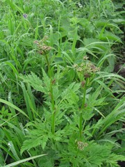 Eleutherospermum cicutarium