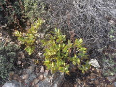 Crassula cultrata
