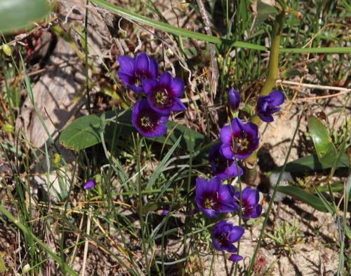Geissorhiza monanthos