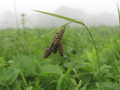 Carex caucasica