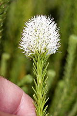 Stilbe albiflora