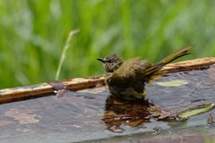 Pycnonotus flavescens