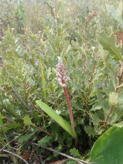 Lachenalia variegata