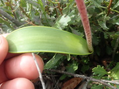 Lachenalia variegata
