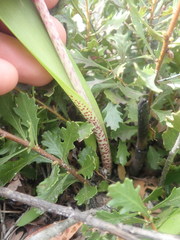 Lachenalia variegata