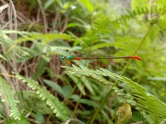 Ceriagrion cerinorubellum