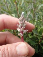 Lachenalia variegata