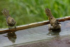 Pycnonotus flavescens