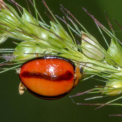 Declivitata olivieri