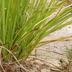 Chlorophytum rigidum