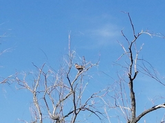 Caracara plancus