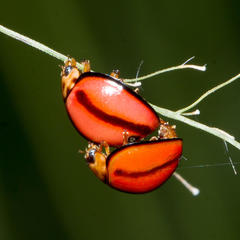 Declivitata olivieri