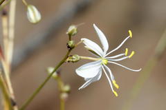 Chlorophytum rigidum