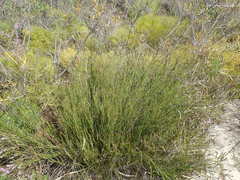 Willdenowia incurvata