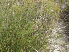 Willdenowia incurvata