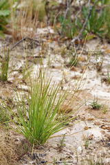 Chlorophytum rigidum