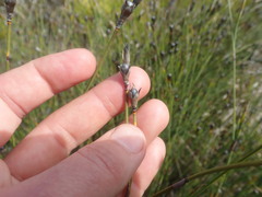 Willdenowia incurvata