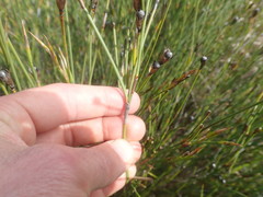 Willdenowia incurvata