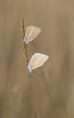 Polyommatus dolus