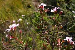 Pelargonium ternatum