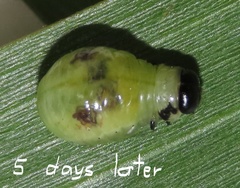 Calomela pallida