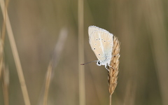 Polyommatus dolus