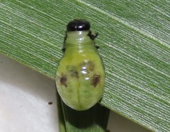 Calomela pallida
